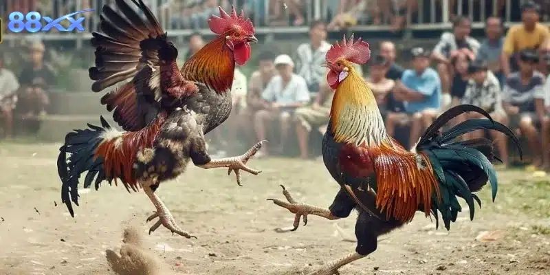Gà Mỹ Đá Cựa Sắt Chuẩn Trường Đấu Tại Nhà Cái 88XX Tổng quan giống gà nổi tiếng với tốc độ và đòn cựa mạnh